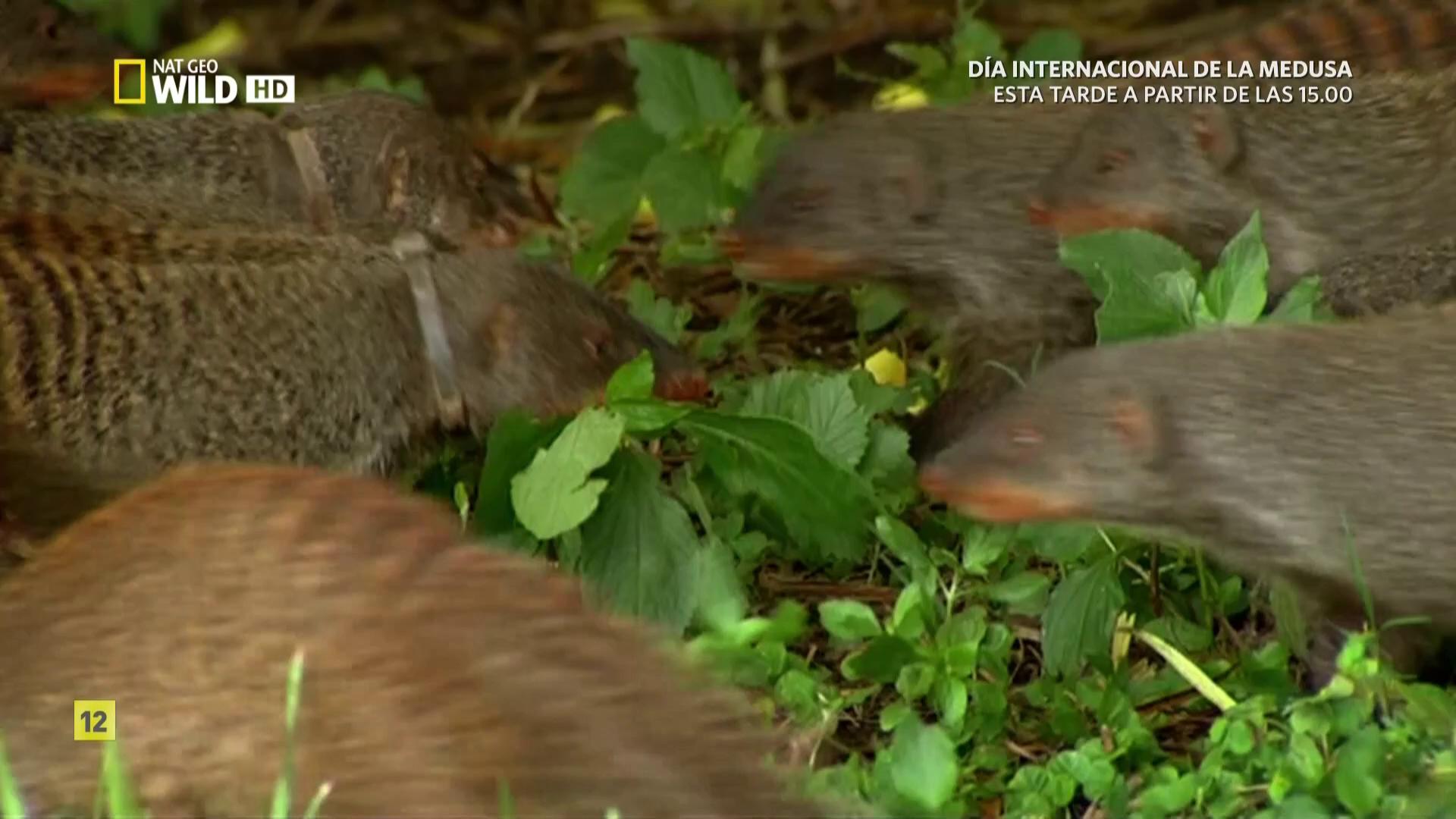 Nat Geo Wild HD - error publimosca 05012018 (0001)(compr).jpg